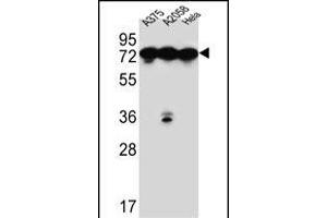 HS Antibody (C-term) (ABIN651231 and ABIN2840143) western blot analysis in ,,Hela cell line lysates (35 μg/lane). (GRP78 anticorps  (C-Term))