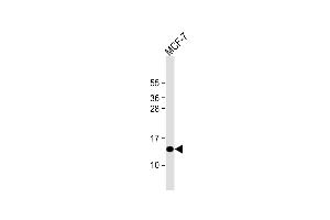 Anti-SH3BGRL Antibody (Center) at 1:1000 dilution + MCF-7 whole cell lysate Lysates/proteins at 20 μg per lane. (SH3BGRL anticorps  (AA 35-63))