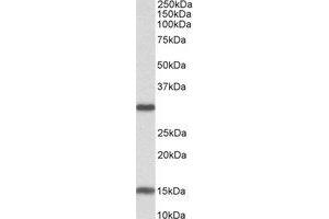 Western Blotting (WB) image for anti-Sirtuin 3 (SIRT3) (Internal Region) antibody (ABIN2464493) (SIRT3 anticorps  (Internal Region))