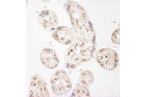Immunohistochemistry (IHC) image for anti-Wolf-Hirschhorn Syndrome Candidate 2 (WHSC2) (AA 499-549) antibody (ABIN7448687)