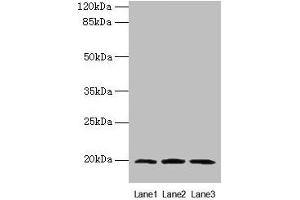 Western blot All lanes: MRPL49 antibody at 0. (MRPL49 anticorps  (AA 1-166))