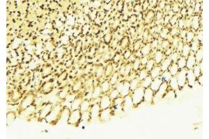 ABIN6268918 at 1/100 staining Human gastric tissue by IHC-P.