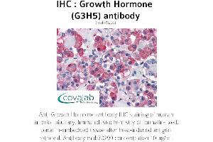 Image no. 1 for anti-Growth Hormone 1 (GH1) antibody (ABIN1723225) (Growth Hormone 1 anticorps)