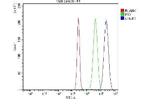 Flow Cytometry analysis of K562 cells using anti-Chk1/CHEK1 antibody (ABIN5518819).
