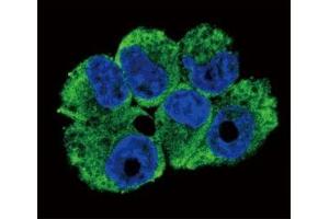 Confocal immunofluorescent analysis of TRAP antibody with NCI-H460 cells followed by Alexa Fluor 488-conjugated goat anti-rabbit lgG (green). (CD40 Ligand anticorps  (AA 33-62))