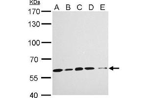 WB Image KPNA4 antibody [C3], C-term detects KPNA4 protein by Western blot analysis. (KPNA4 anticorps  (C-Term))