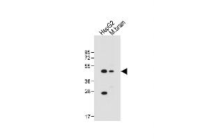 All lanes : Anti-AS Antibody (Center) at 1:1000 dilution Lane 1: HepG2 whole cell lysate Lane 2: Mouse brain tissue lysate Lysates/proteins at 20 μg per lane. (CLMP anticorps  (AA 81-110))
