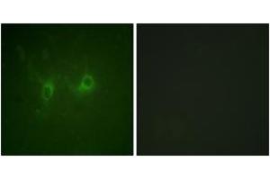 Immunofluorescence analysis of COS7 cells, using RGS16 (Ab-168) Antibody.