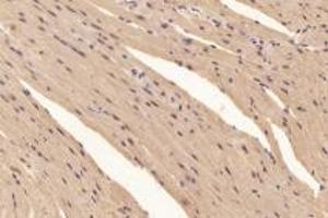 Immunohistochemistry analysis of paraffin-embedded mouse heart using,PYM (ABIN7074992) at dilution of 1: 6000 (Partner of Y14 and Mago (PYM1) anticorps)