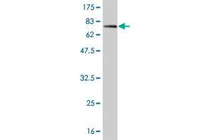 Western Blot detection against Immunogen (75.