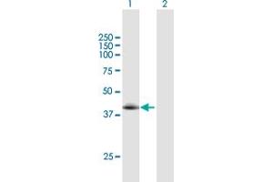 Western Blot analysis of TLL1 expression in transfected 293T cell line by TLL1 MaxPab polyclonal antibody. (TLL1 anticorps  (AA 1-392))