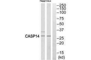 Western blot analysis of extracts from COLO cells and HepG2 cells, using Caspase 14 (p10, Cleaved-Lys222) antibody. (CASP14 anticorps  (Cleaved-Lys222))