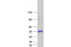 Validation with Western Blot (CRYL1 Protein (Myc-DYKDDDDK Tag))