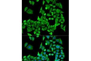 Immunofluorescence analysis of U2OS cells using PPP2R1A Polyclonal Antibody (PPP2R1A anticorps)