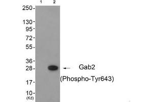 Western blot analysis of extracts from 3T3 cells (Lane 2), using Gab2 (Phospho-Tyr643) Antibody. (GAB2 anticorps  (pTyr643))