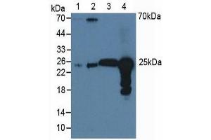 Western blot analysis of (1) Human A549 Cells, (2) Human HeLa cells, (3) Bovine Liver Tissue and (4) Bovine Lung Tissue.