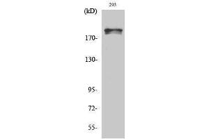 Western Blotting (WB) image for anti-WNK Lysine Deficient Protein Kinase 1 (WNK1) (pThr60) antibody (ABIN3179633) (WNK1 anticorps  (pThr60))