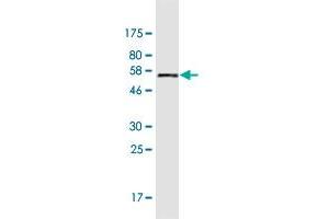 Western Blot detection against Immunogen (56.