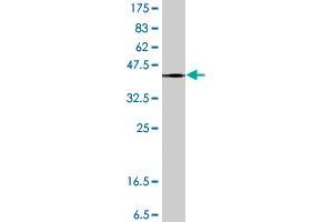 Western Blot detection against Immunogen (38.