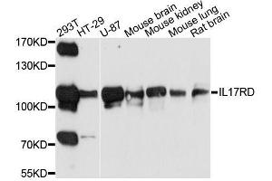 Western blot analysis of extracts of various cell lines, using IL17RD antibody. (IL17RD anticorps  (AA 150-300))