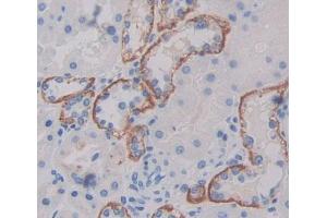 Used in DAB staining on fromalin fixed paraffin- embedded kidney tissue (PLSCR4 anticorps  (AA 1-303))