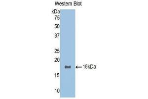 Western Blotting (WB) image for anti-R-Spondin 1 (RSPO1) (AA 136-262) antibody (ABIN1171732) (RSPO1 anticorps  (AA 136-262))