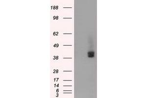 HEK293T cells were transfected with the pCMV6-ENTRY control (Left lane) or pCMV6-ENTRY BSG (Right lane) cDNA for 48 hrs and lysed. (CD147 anticorps)