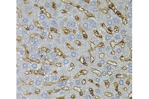 Immunohistochemistry of paraffin-embedded Rat liver using ASAH2 Polyclonal Antibody (ASAH2 anticorps)