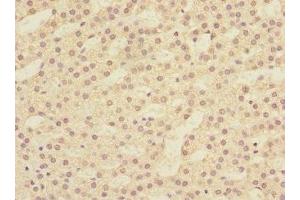Immunohistochemistry of paraffin-embedded human adrenal gland tissue using ABIN7145375 at dilution of 1:100 (LFNG anticorps  (AA 1-250))