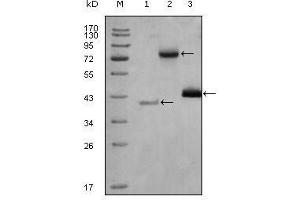Western Blot showing HDAC3 antibody used against truncated Trx-HDAC3 recombinant protein (1), full length HDAC3-hIgGFc (aa1-428) transfected CHO-K1 cell lysate (2) and Hela cell lysate (3). (HDAC3 anticorps  (AA 224-428))