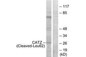 Western blot analysis of extracts from COS7 cells, treated with etoposide 25uM 1h, using CATZ (Cleaved-Leu62) Antibody. (Cathepsin Z anticorps  (Cleaved-Leu62))