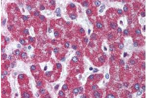 Human Liver (formalin-fixed, paraffin-embedded) stained with ATG7 antibody ABIN305895 at 5 ug/ml followed by biotinylated goat anti-rabbit IgG secondary antibody ABIN481713, alkaline phosphatase-streptavidin and chromogen. (ATG7 anticorps  (C-Term))