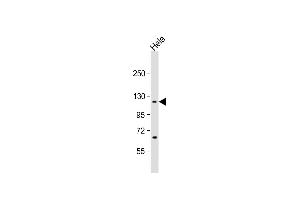 Anti-IPO7 Antibody (N-term) at 1:1000 dilution + Hela whole cell lysate Lysates/proteins at 20 μg per lane. (IPO7 anticorps  (N-Term))
