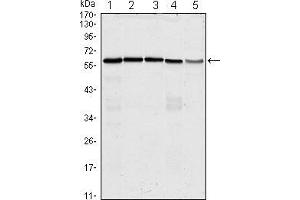 Western blot analysis using anti-CDC25C mAb against Hela (1), K562 (2), PC-3 (3), HEK293 (4) and Raw264. (CDC25C anticorps)