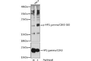 Western blot analysis of extracts of HeLa cells, using Phospho-HP1 gamma/CBX3-S83 pAb (ABIN7266358) at 1:1000 dilution or HP1 gamma/CBX3 antibody (ABIN1512681, ABIN3023226, ABIN3023227 and ABIN5664024). (CBX3 anticorps  (pSer83))