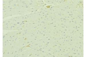 ABIN6276490 at 1/100 staining Mouse liver tissue by IHC-P. (HADH anticorps  (Internal Region))