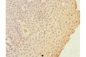 Immunohistochemistry of paraffin-embedded human tonsil tissue using ABIN7154392 at dilution of 1:100 (Grancalcin anticorps  (AA 1-217))