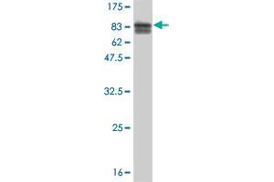 Western Blot detection against Immunogen (81. (TOE1 anticorps  (AA 1-510))