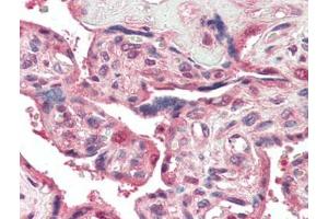 Human Placenta (formalin-fixed, paraffin-embedded) stained with PSENENat 5 µg/ml followed by biotinylated goat anti-rabbit IgG secondary antibody, alkaline phosphatase-streptavidin and chromogen. (PEN2 anticorps  (N-Term))