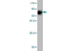 Western Blot detection against Immunogen (68.