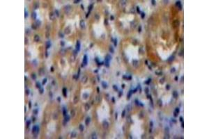 IHC-P analysis of Kidney tissue, with DAB staining. (PLAA anticorps  (AA 20-143))