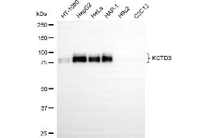 Western blotting analysis using KCTD3 antibody (ABIN7799884). (Recombinant KCTD3 anticorps)