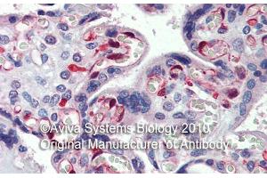 Rabbit Anti-NOL5A Antibody ,Paraffin Embedded Tissue: Human Placenta  Antibody Concentration: 5 µg/mL (NOP56 anticorps  (Middle Region))