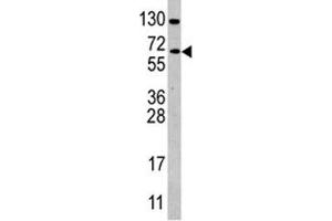Western blot analysis of CDC25B antibody and Ramos lysate