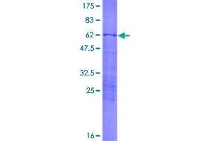 SDS-PAGE (SDS) image for Fibrillarin (FBL) (AA 1-321) protein (GST tag) (ABIN1778236)
