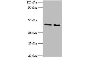 Western blot analysis of Jurkat whole cell lysate (Lane 1) and Rat liver tissue (Lane 2) with CHRFAM7A Antibody (3 ug/ml) and Goat Anti-Rabbit polyclonal antibody (1/10000 dilution). (CHRFAM7A anticorps  (AA 1-150))
