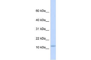 C9ORF46 antibody used at 1 ug/ml to detect target protein.
