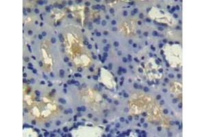 Used in DAB staining on fromalin fixed paraffin- embedded Kidney tissue (Preprovasopressin (AA 21-164) anticorps)