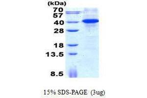 Figure annotation denotes ug of protein loaded and % gel used. (MYD88 Protéine)