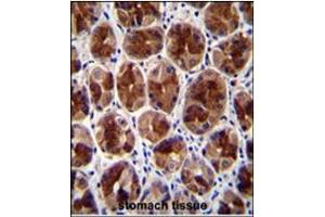 Immunohistochemistry analysis in Formalin Fixed, Paraffin Embedded Human stomach tissue stained with SERTAD4 antibody (C-term) followed by peroxidase conjugation of the secondary antibody and DAB staining. (SERTAD4 anticorps  (C-Term))